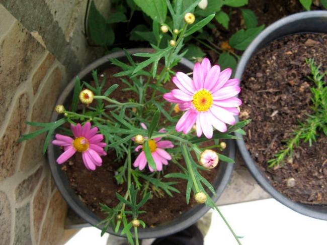 Name:  pembe papatya.jpg
Views: 1048
Size:  52.8 KB