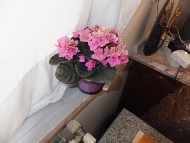 Name:  DSCF2087.jpg
Views: 649
Size:  31.8 KB