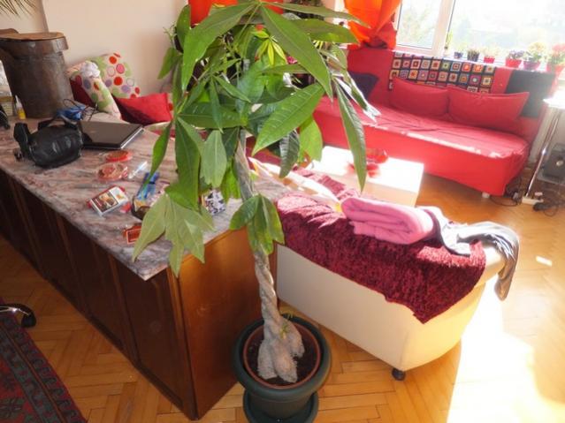 Name:  DSCF2088.jpg
Views: 800
Size:  46.3 KB
