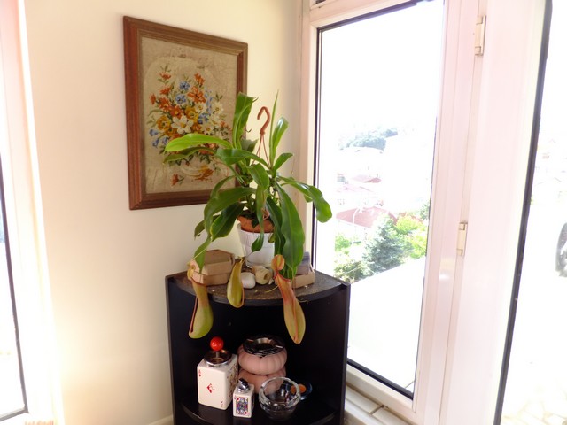Name:  DSCF2097.jpg
Views: 616
Size:  66.0 KB