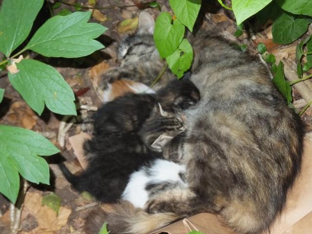 Name:  DSCF2636.jpg
Views: 3894
Size:  51.3 KB