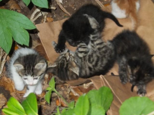 Name:  DSCF2639.jpg
Views: 624
Size:  37.6 KB