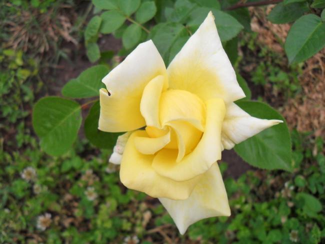 Name:  120.jpg
Views: 882
Size:  37.8 KB