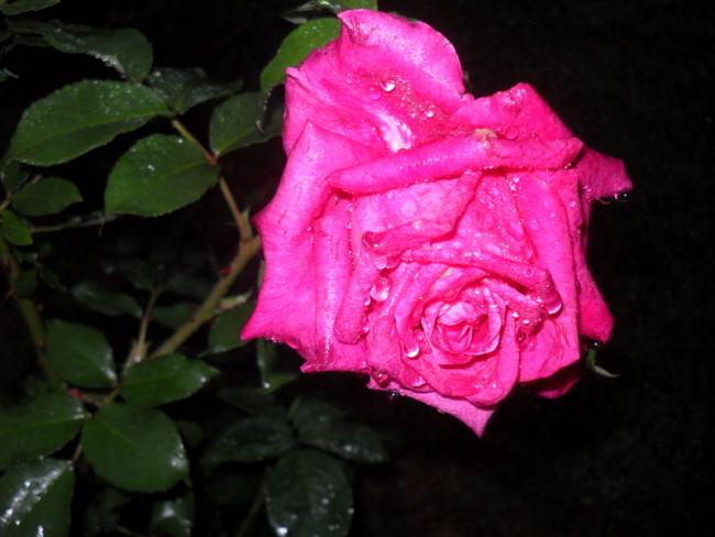 Name:  011.jpg
Views: 891
Size:  36.8 KB