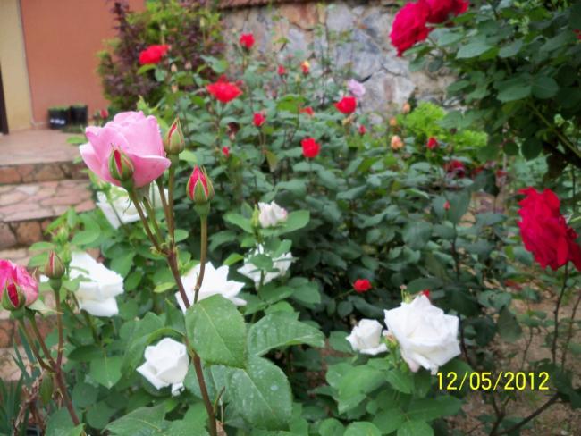 Name:  100_3811.jpg
Views: 621
Size:  56.5 KB