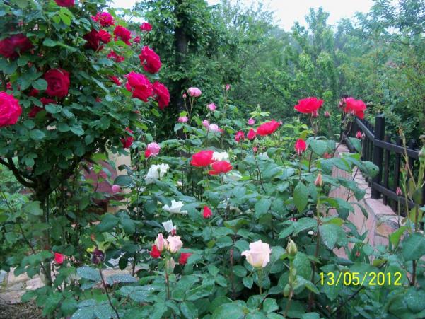 Name:  100_3993.jpg
Views: 564
Size:  71.9 KB
