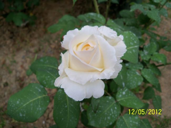 Name:  100_3718.jpg
Views: 538
Size:  30.9 KB