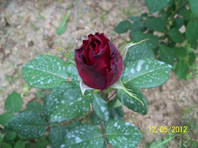 Name:  100_3719.jpg
Views: 538
Size:  41.1 KB