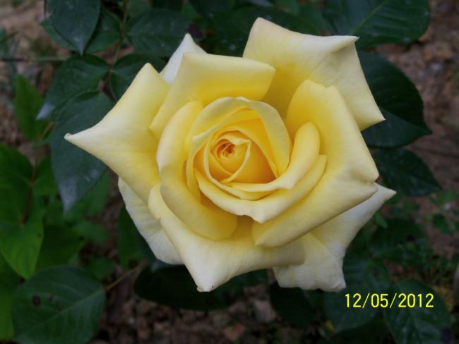 Name:  100_3733.jpg
Views: 557
Size:  30.8 KB