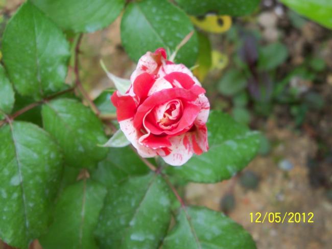 Name:  100_3742.jpg
Views: 576
Size:  33.4 KB