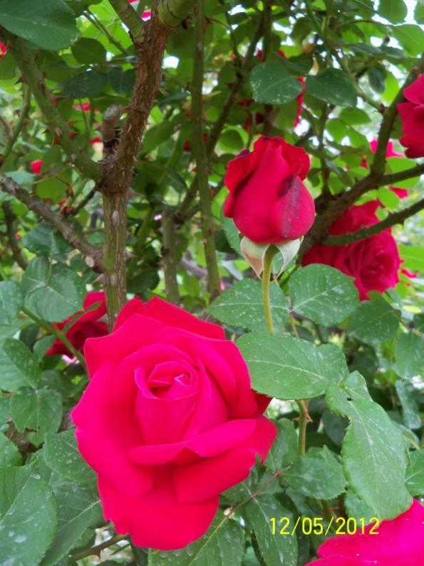 Name:  100_3754.jpg
Views: 534
Size:  73.4 KB