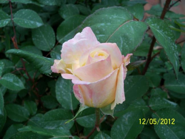 Name:  100_3757.jpg
Views: 552
Size:  34.9 KB