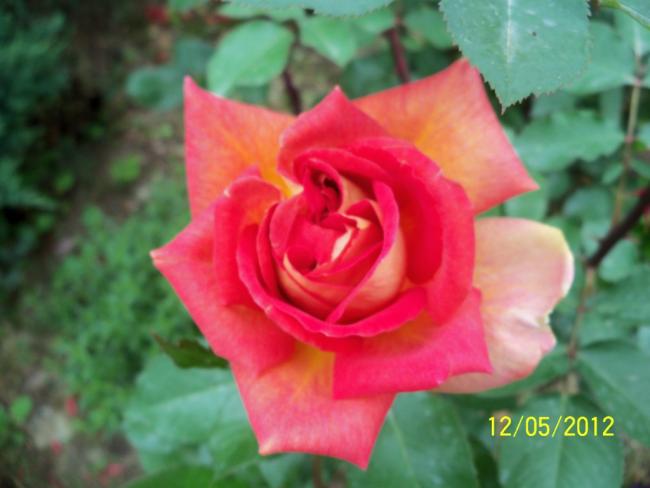 Name:  100_3765.jpg
Views: 545
Size:  33.2 KB