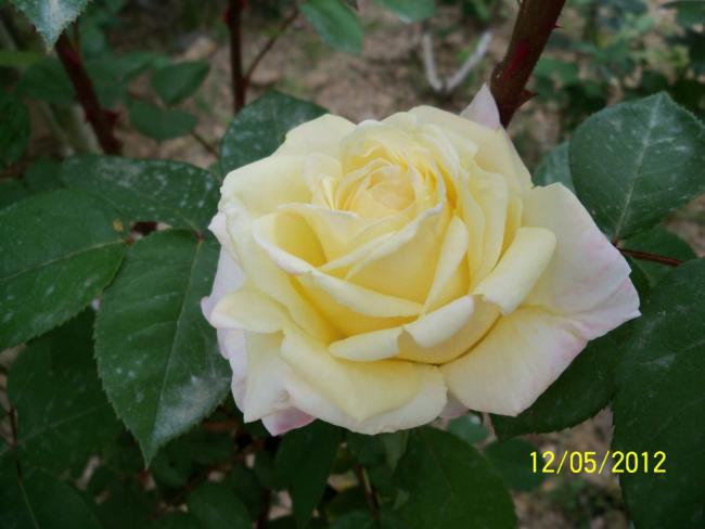 Name:  100_3783.jpg
Views: 545
Size:  32.9 KB