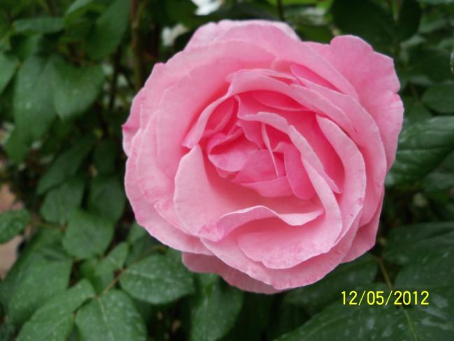 Name:  100_3790.jpg
Views: 554
Size:  33.4 KB
