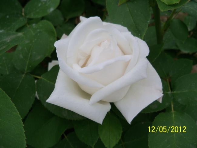 Name:  100_3803.jpg
Views: 548
Size:  24.8 KB
