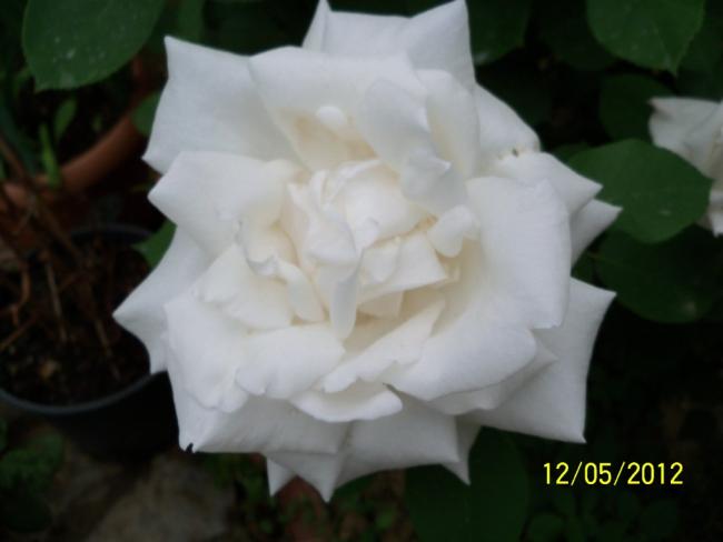 Name:  100_3807.jpg
Views: 510
Size:  22.9 KB