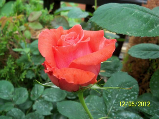 Name:  100_3831.jpg
Views: 572
Size:  40.3 KB