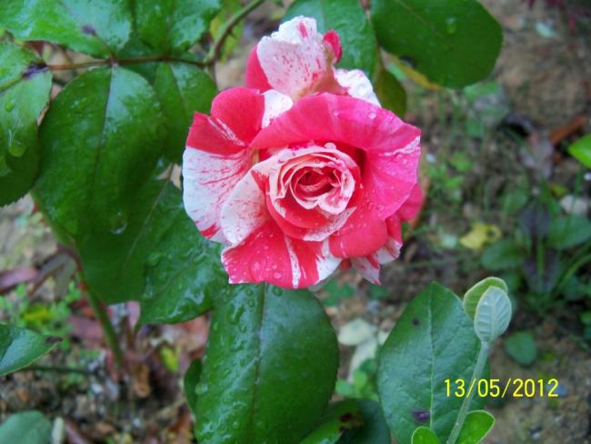 Name:  100_3982.jpg
Views: 548
Size:  46.7 KB
