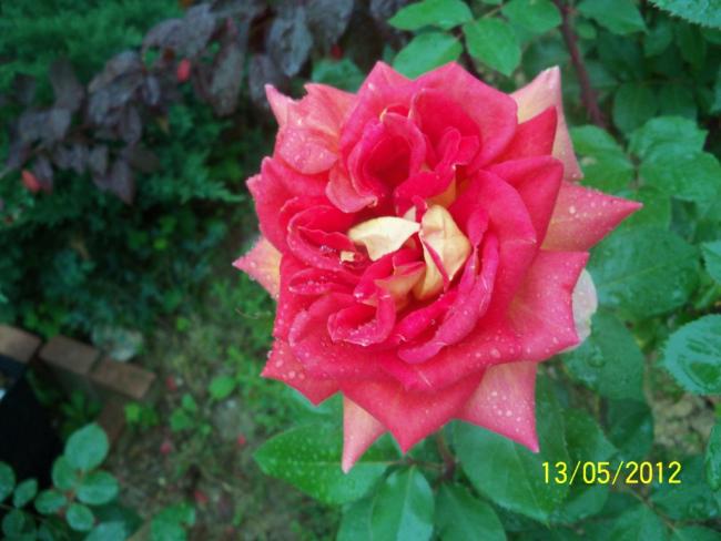 Name:  100_3988.jpg
Views: 558
Size:  42.4 KB