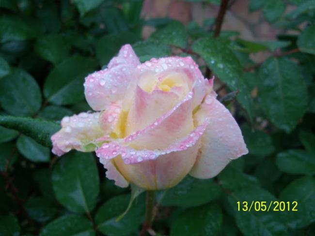Name:  100_3990.jpg
Views: 535
Size:  29.4 KB