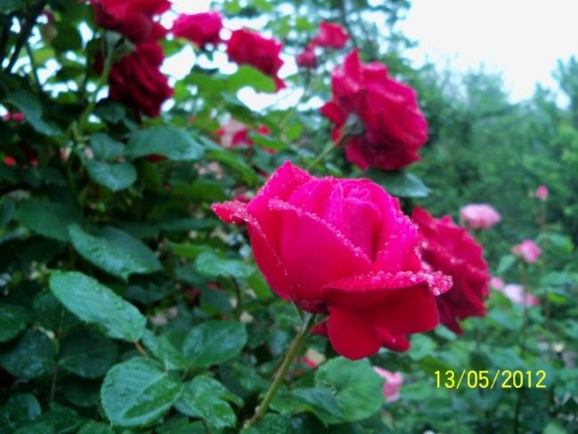 Name:  100_3992.jpg
Views: 546
Size:  45.5 KB