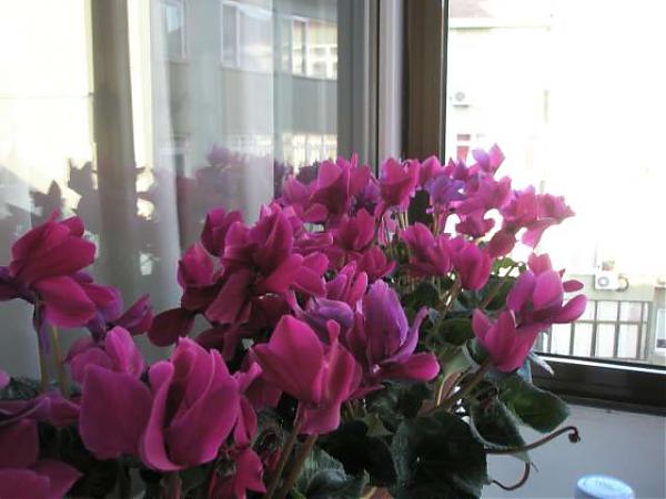 Name:  siklamen.jpg
Views: 2755
Size:  35.3 KB