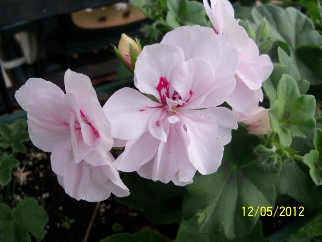 Name:  100_3937.jpg
Views: 534
Size:  35.4 KB