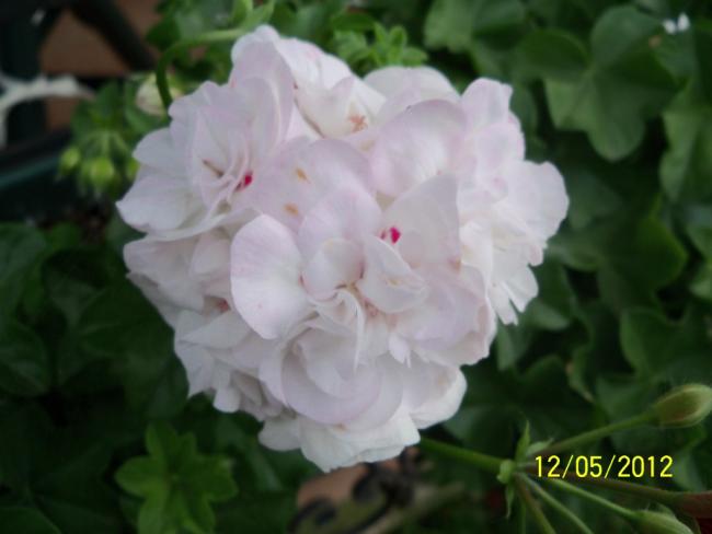 Name:  100_3935.jpg
Views: 508
Size:  27.8 KB