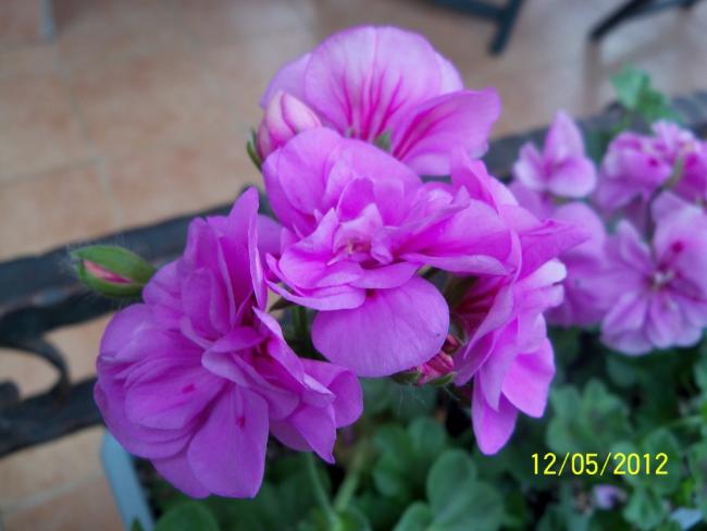 Name:  100_3923.jpg
Views: 526
Size:  34.9 KB