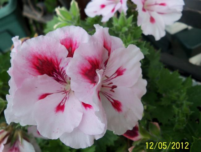 Name:  100_3943.jpg
Views: 565
Size:  36.4 KB