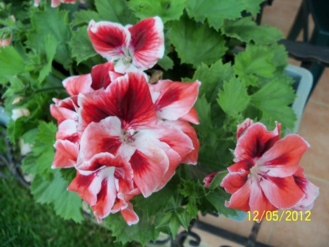 Name:  100_3944.jpg
Views: 538
Size:  45.3 KB