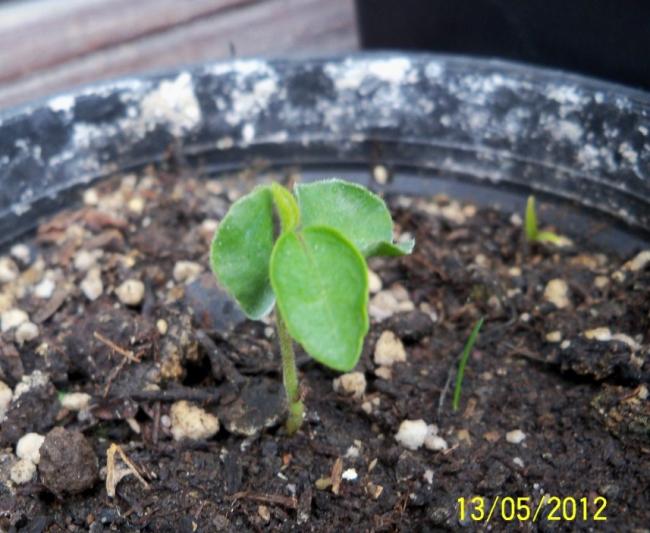 Name:  100_4077.jpg
Views: 535
Size:  53.6 KB