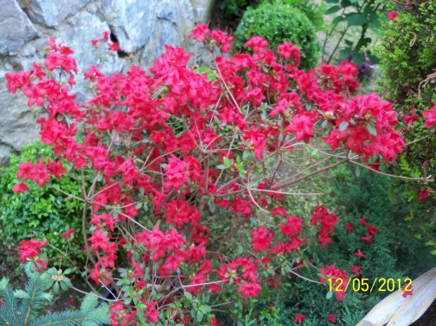 Name:  100_3825.jpg
Views: 565
Size:  71.2 KB