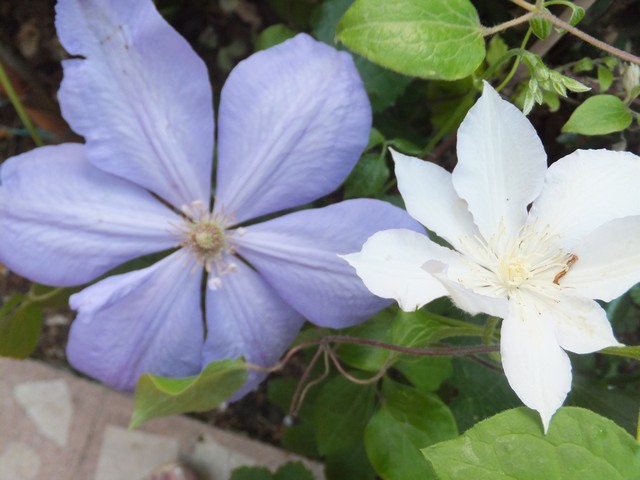 Name:  DSCF2301.jpg
Views: 520
Size:  69.4 KB