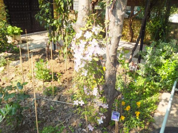 Name:  DSCF2306.jpg
Views: 543
Size:  73.2 KB