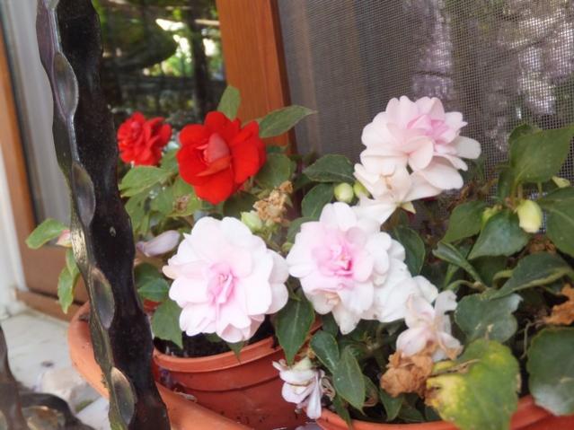 Name:  DSCF2309.jpg
Views: 519
Size:  47.3 KB
