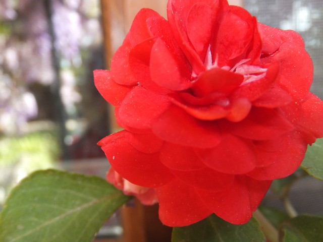 Name:  DSCF2310.jpg
Views: 522
Size:  62.9 KB