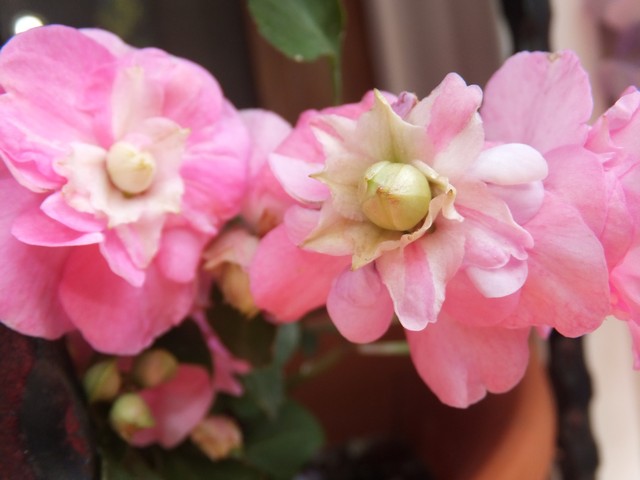 Name:  DSCF2311.jpg
Views: 501
Size:  58.7 KB