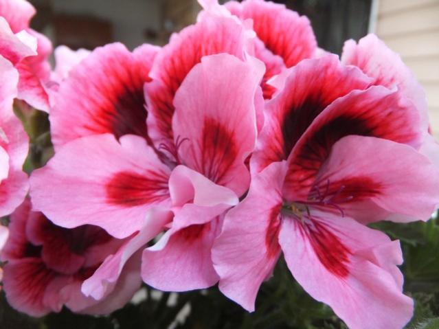 Name:  DSCF2316.jpg
Views: 508
Size:  39.1 KB