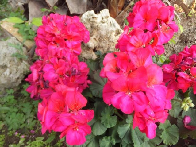 Name:  DSCF2332.jpg
Views: 487
Size:  54.4 KB