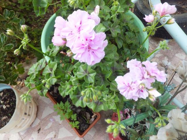 Name:  DSCF2356.jpg
Views: 777
Size:  60.8 KB