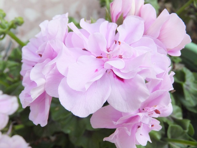 Name:  DSCF2358.jpg
Views: 727
Size:  66.0 KB