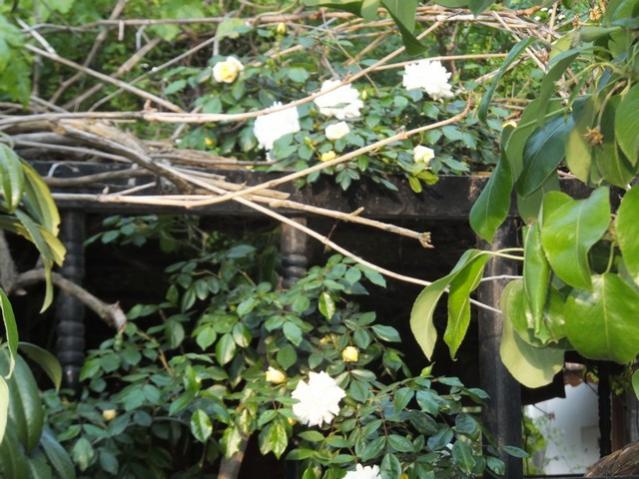 Name:  DSCF2370.jpg
Views: 791
Size:  62.3 KB