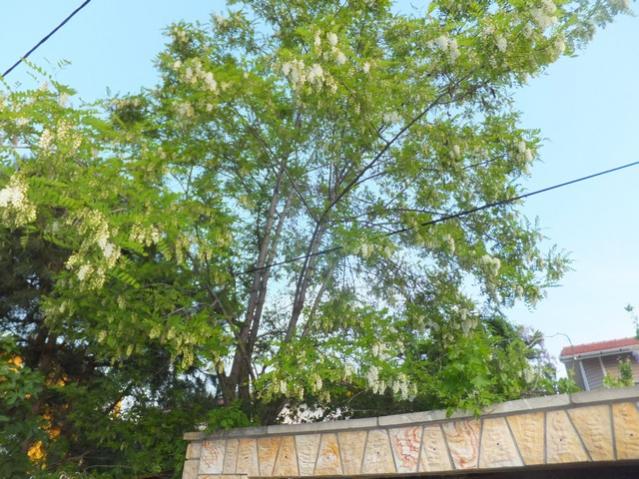 Name:  DSCF2373.jpg
Views: 1098
Size:  69.7 KB