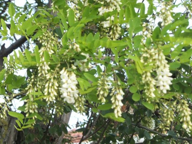 Name:  DSCF2375.jpg
Views: 735
Size:  66.7 KB