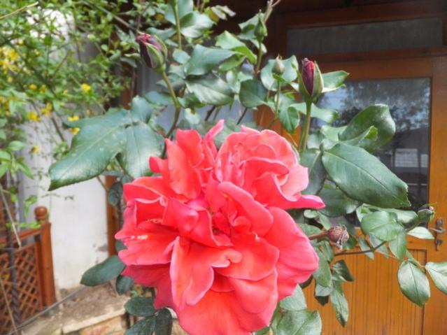 Name:  DSCF2392.jpg
Views: 500
Size:  50.2 KB