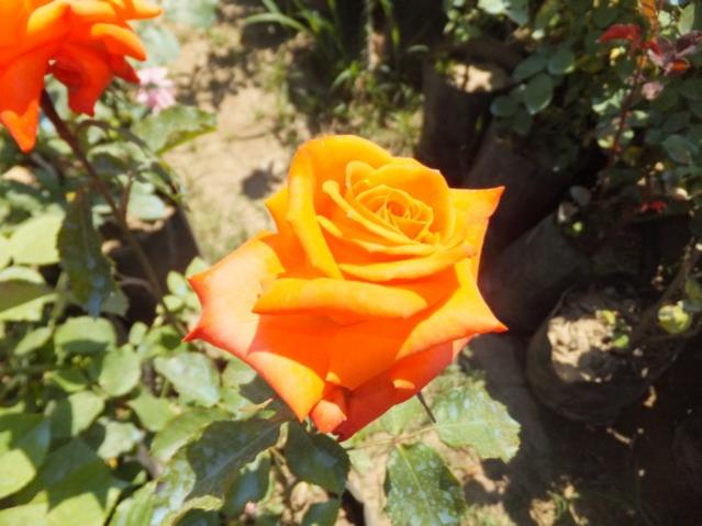 Name:  DSCF2441.jpg
Views: 420
Size:  44.6 KB