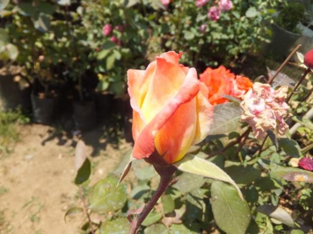 Name:  DSCF2442.jpg
Views: 369
Size:  47.7 KB