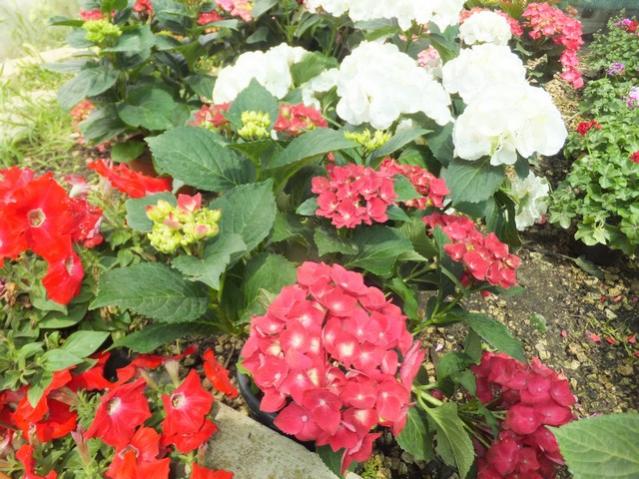Name:  DSCF2452.jpg
Views: 369
Size:  68.0 KB